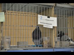 Concurso de Palomas 2012